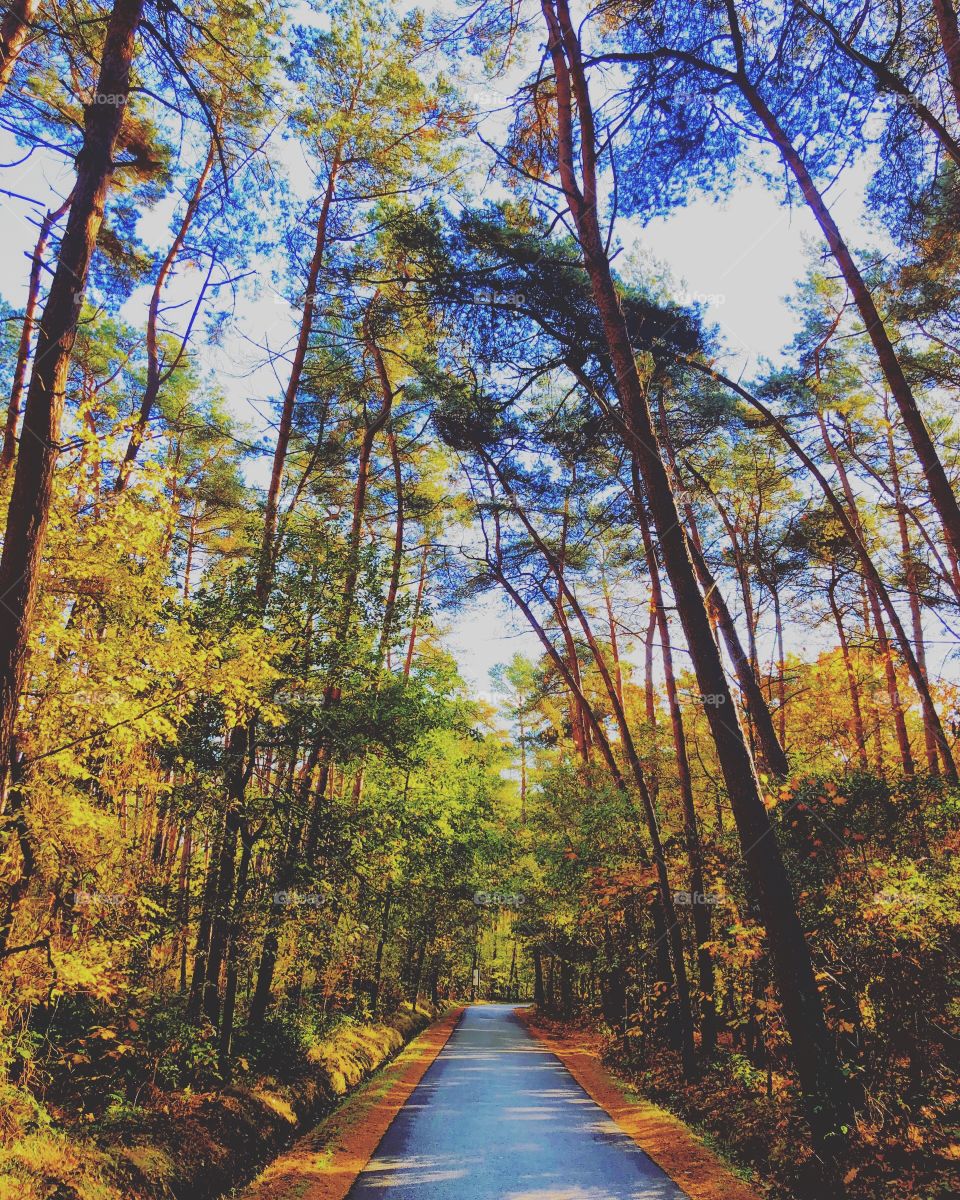 Autumn forest road