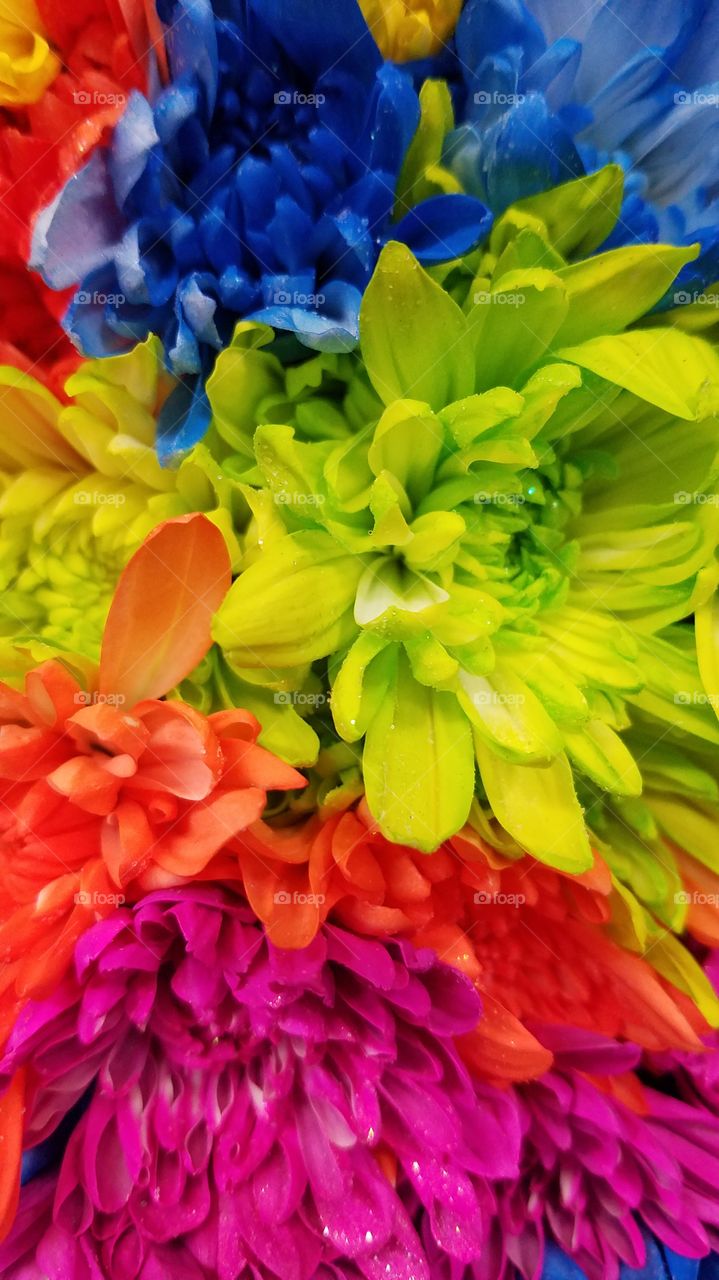 A photo taken of a rainbow bouquet of flowers. Truly a beautiful and unique photo.