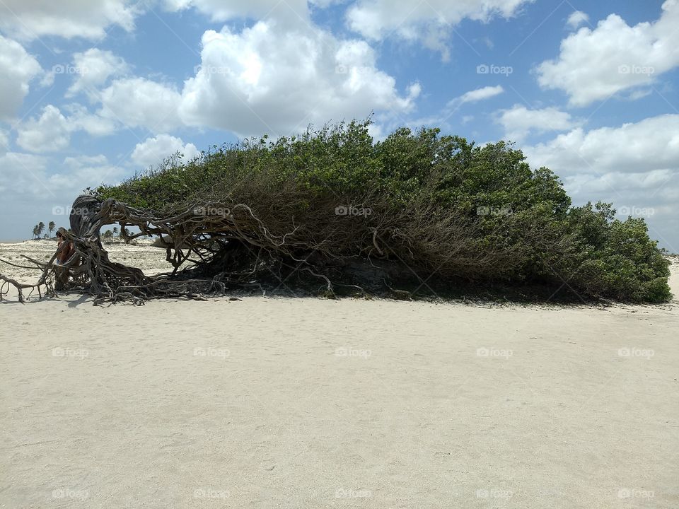 árvore da preguiça em Jericoacoara CE