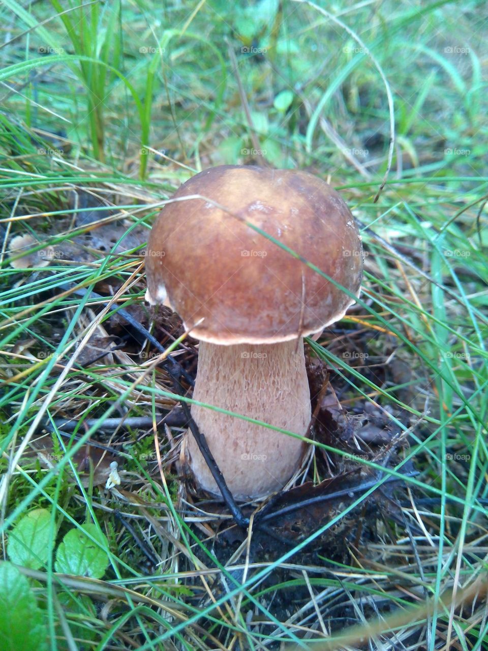 boletus