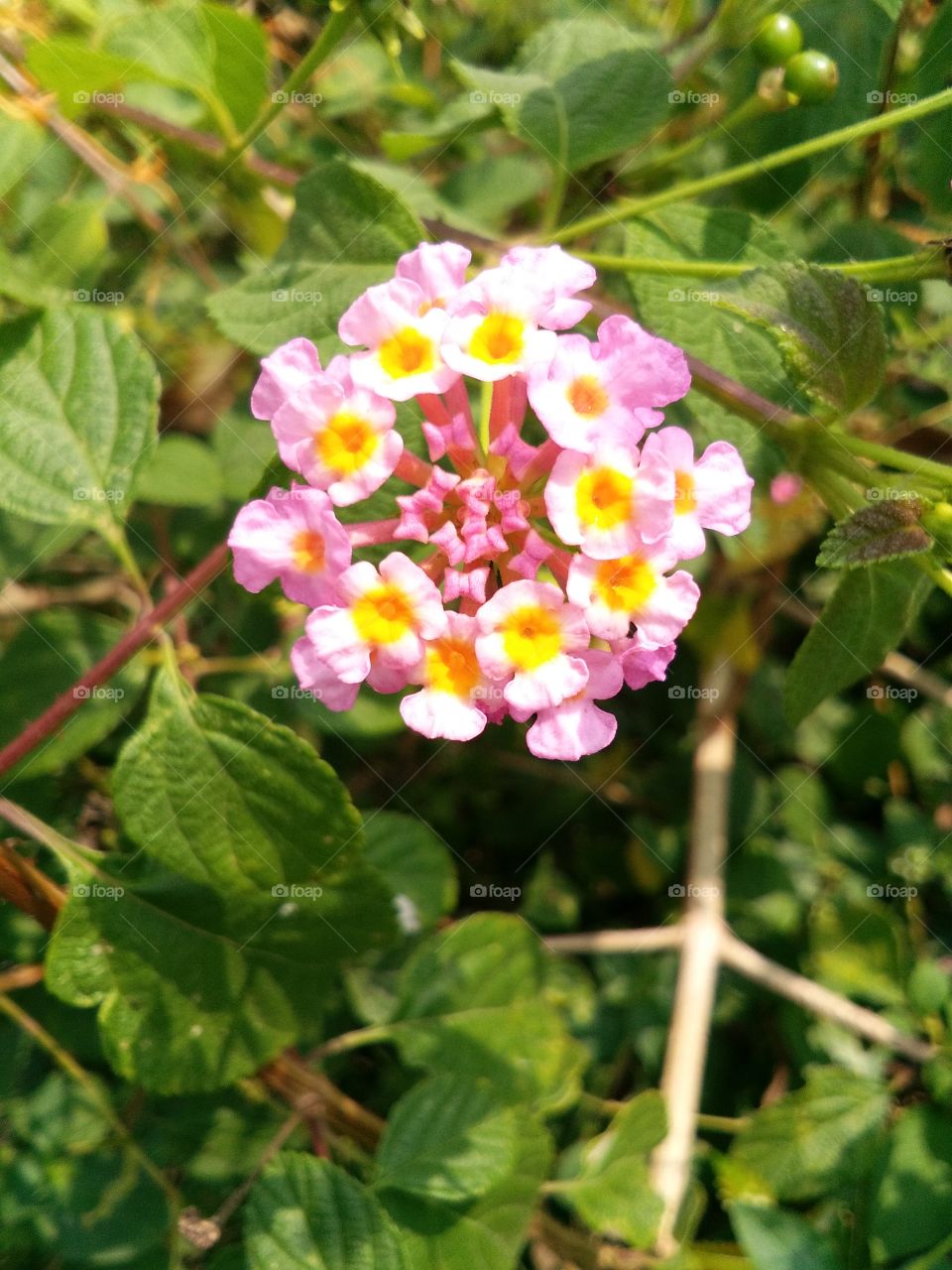 the beautiful flower and look this flower