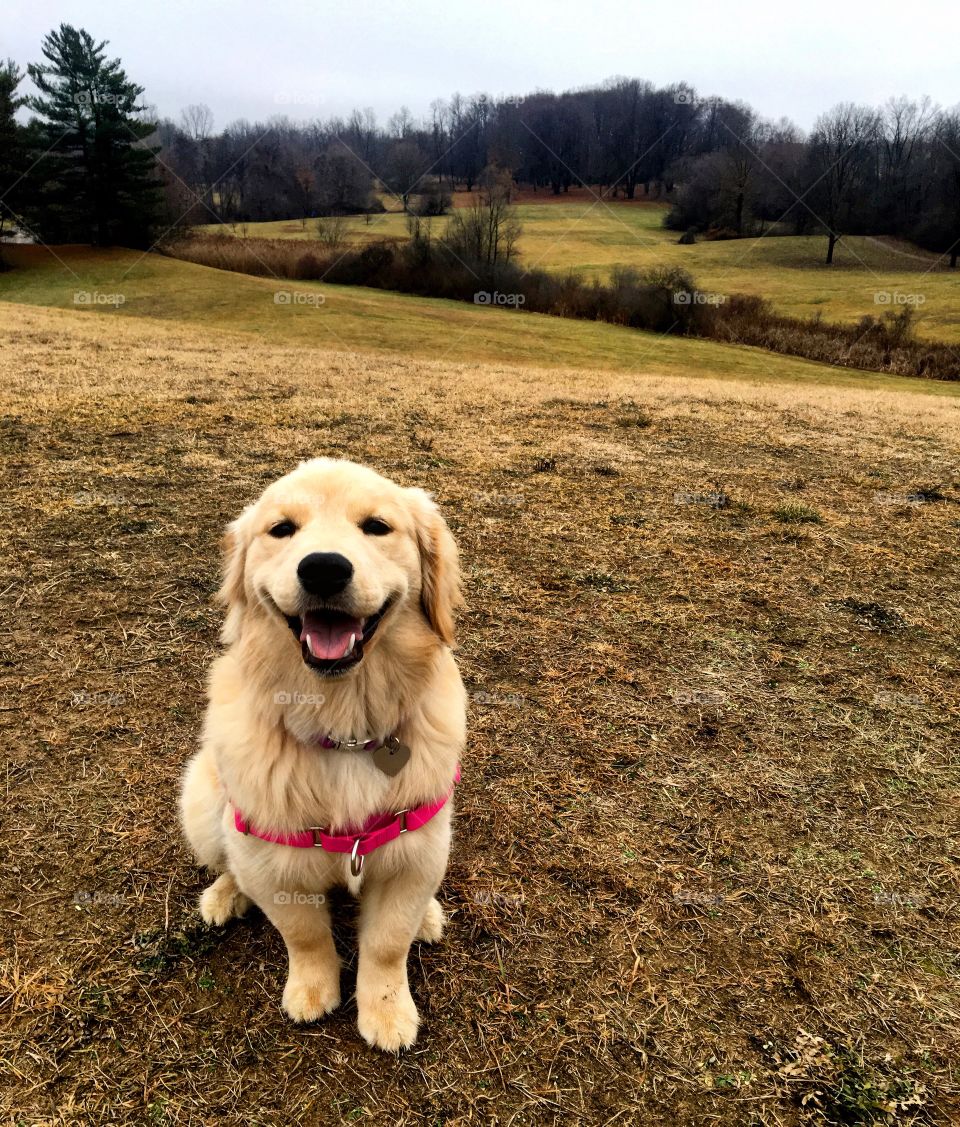 Lucy the Mini-Golden exploring Hines Park, Michigan 