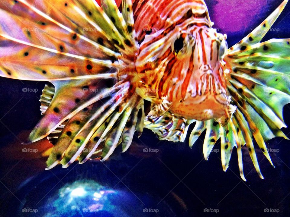 Displaying Lion Fish