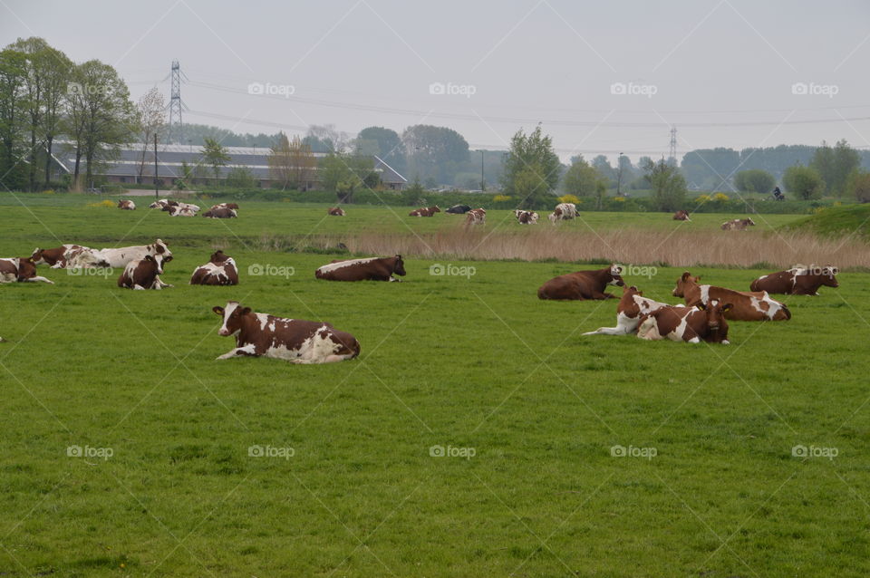Cows Sitting In The Grass