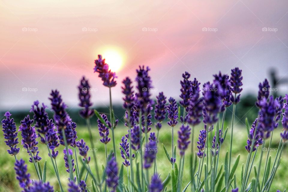 lavender at sunrise