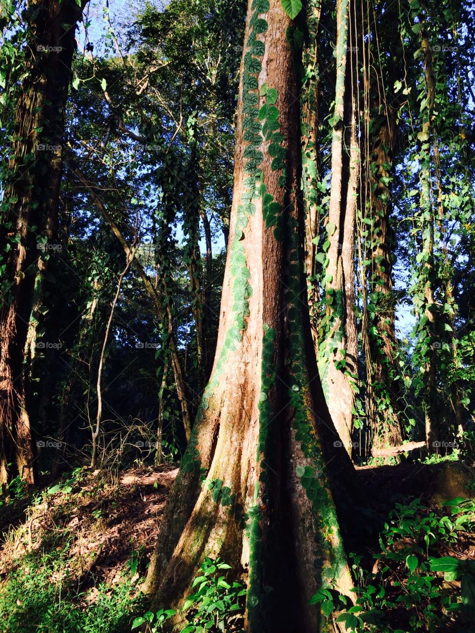 Sunrise in the woods