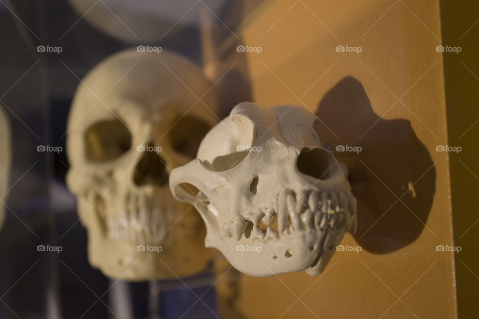 Dog Skull. Dog skull with human skull in background. Taken at museum of man Balboa Park