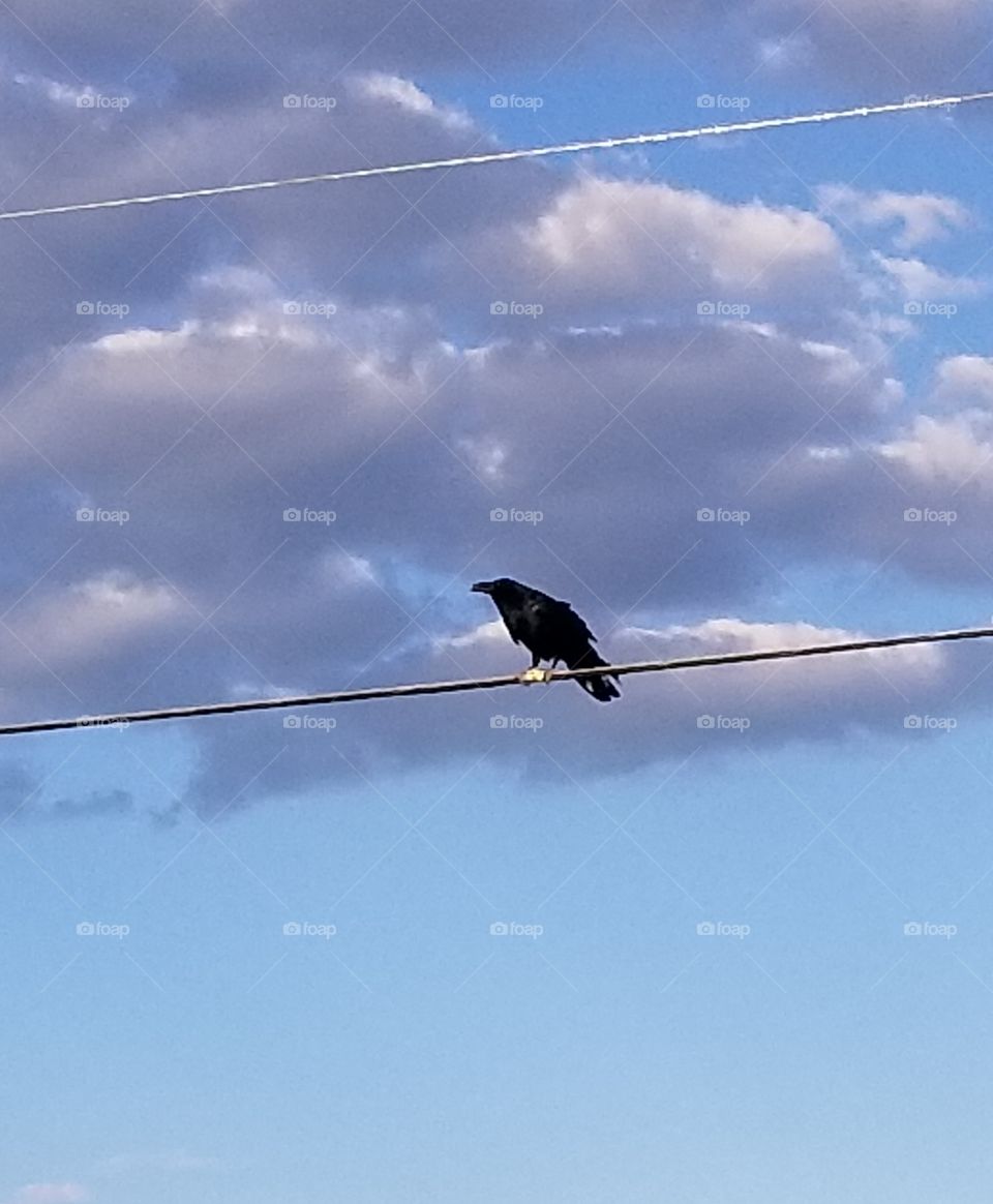 black bird on wire