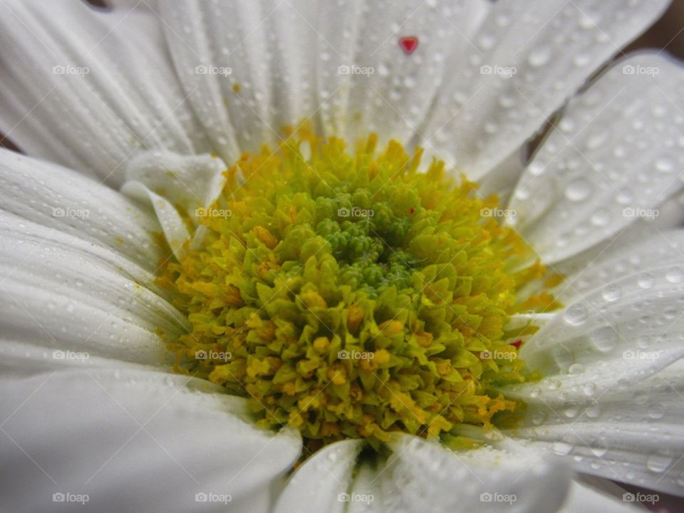 Wet white flower