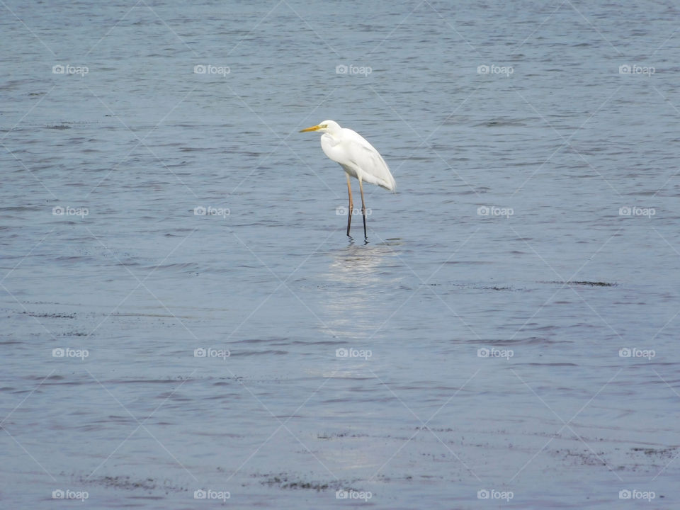 crane on lake