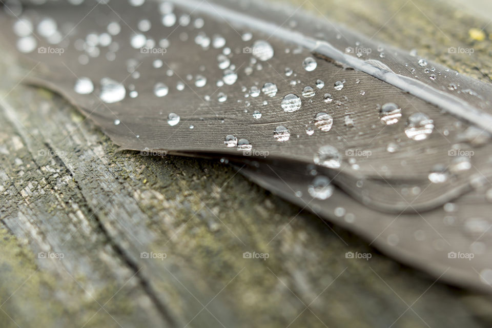 Raindrops on Fur