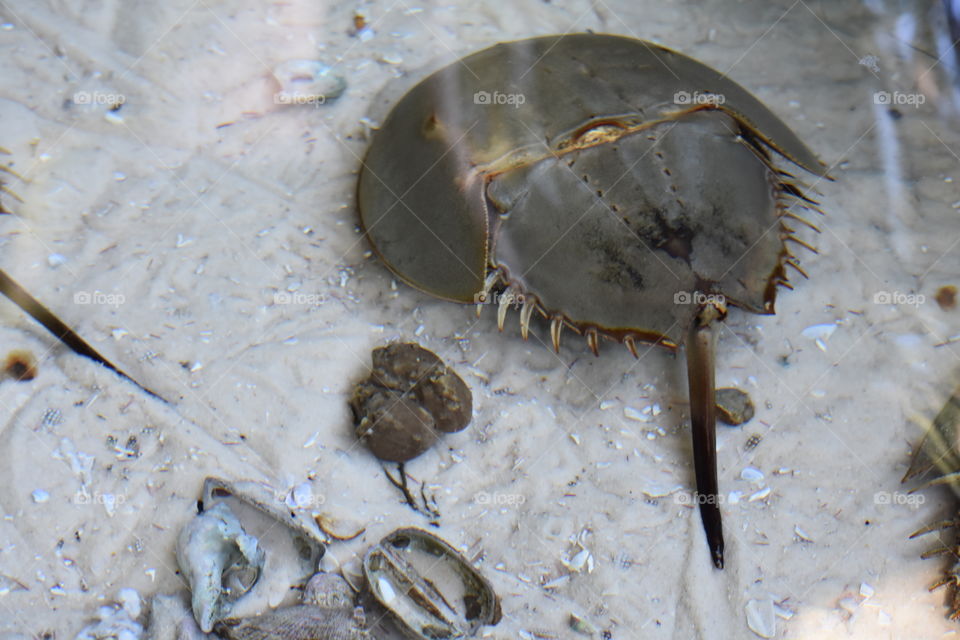 Horseshoe Crab