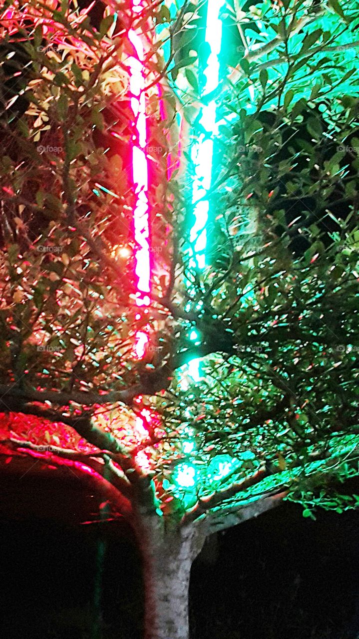 neon on tree