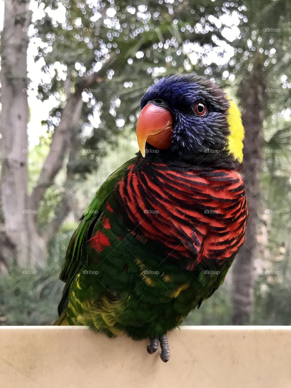 Lorikeet sitting on the wall