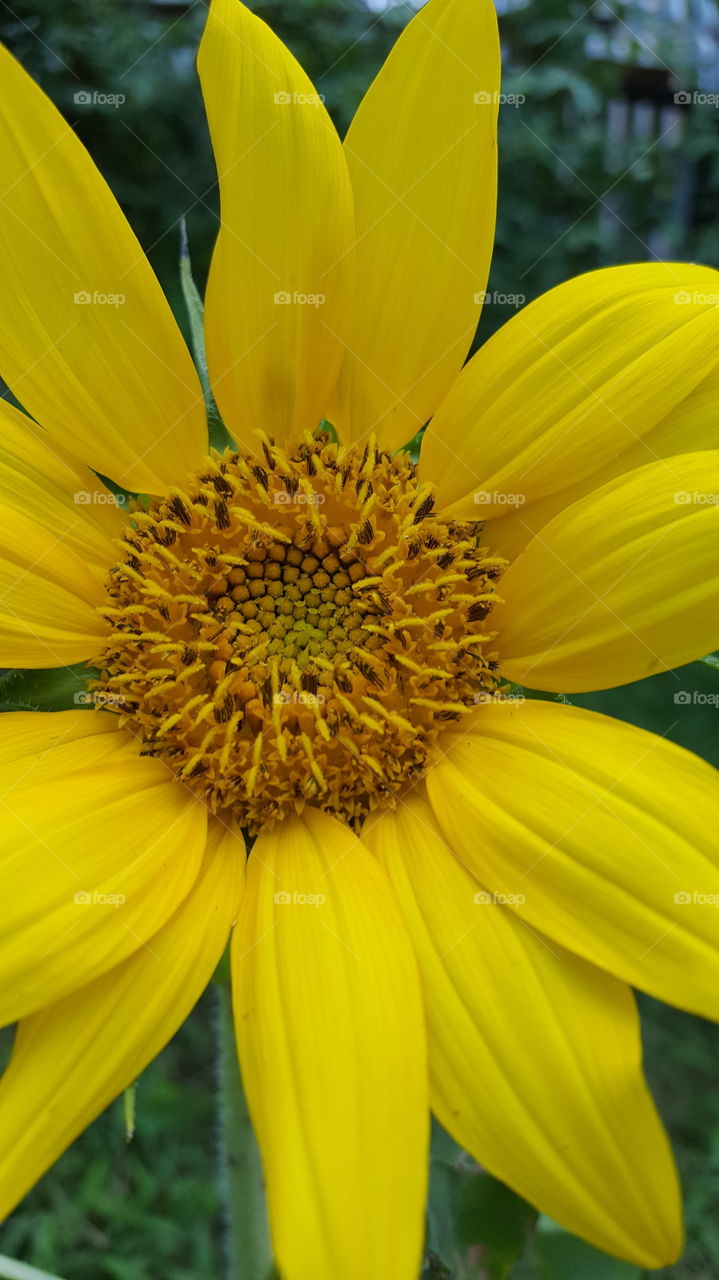 all yellow sunflower