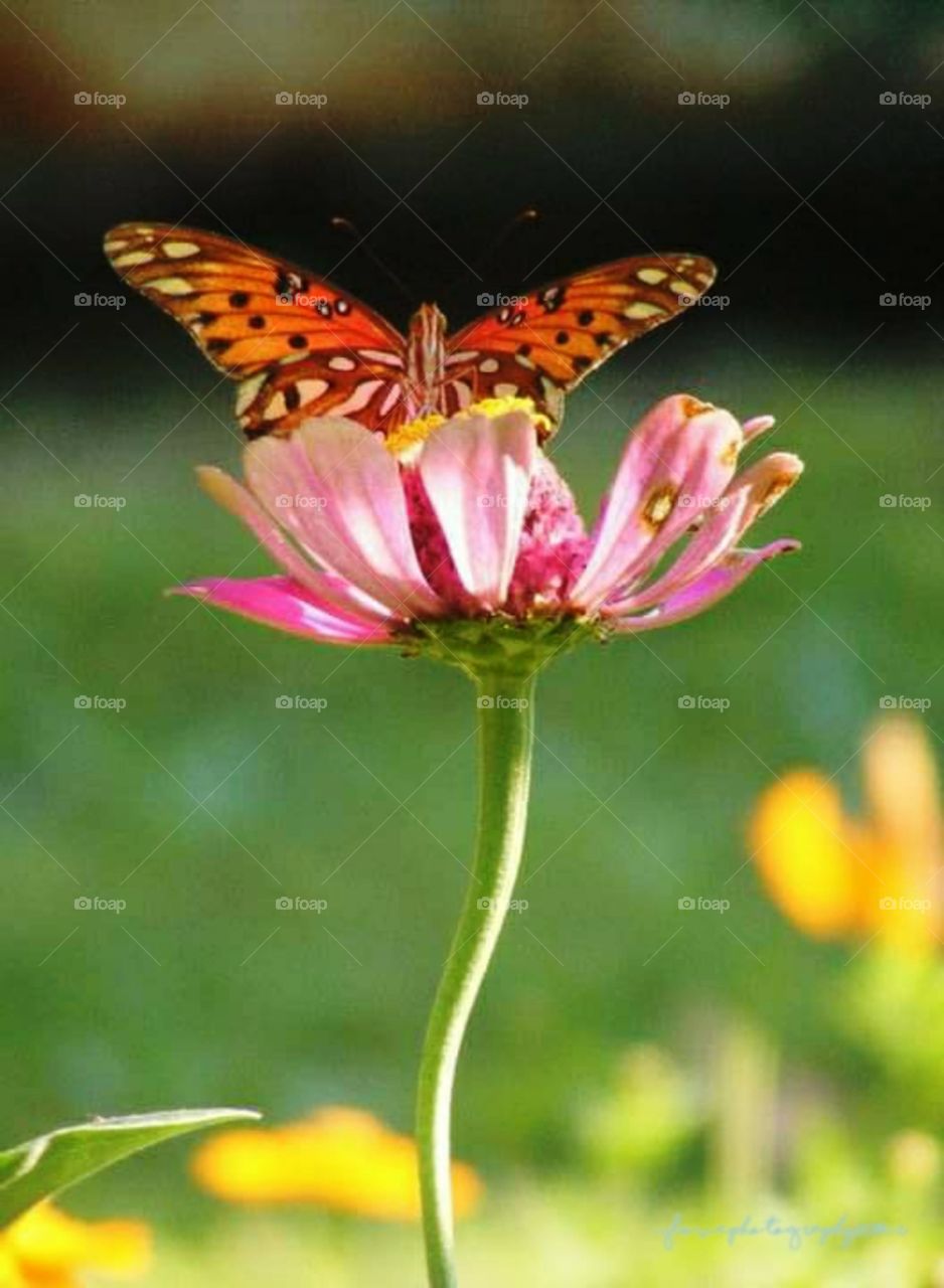 butterfly Zinnias