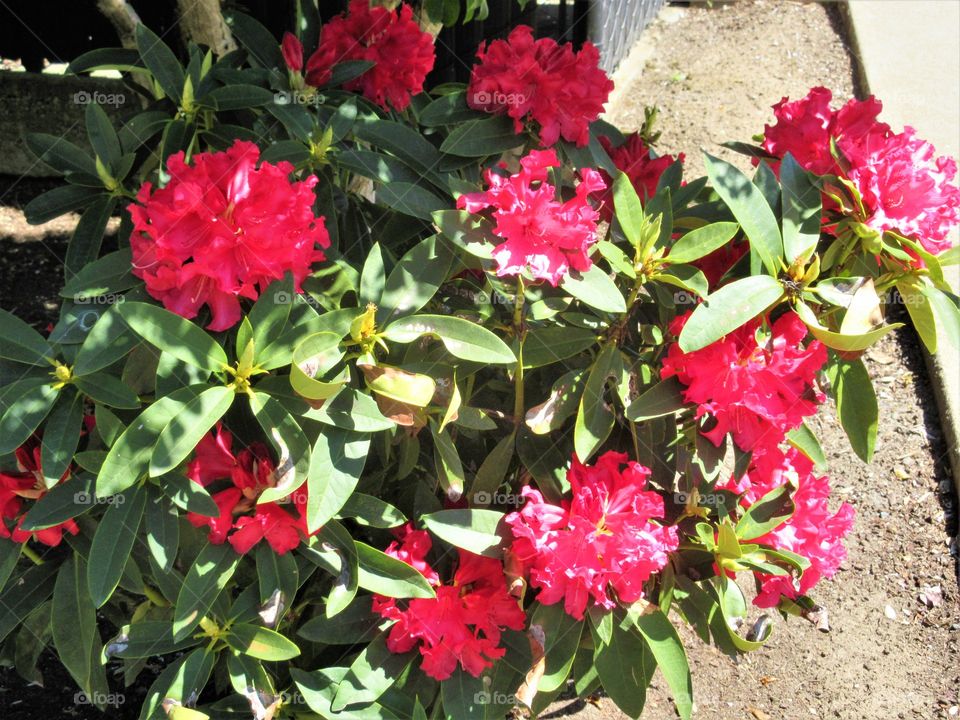 red blooms