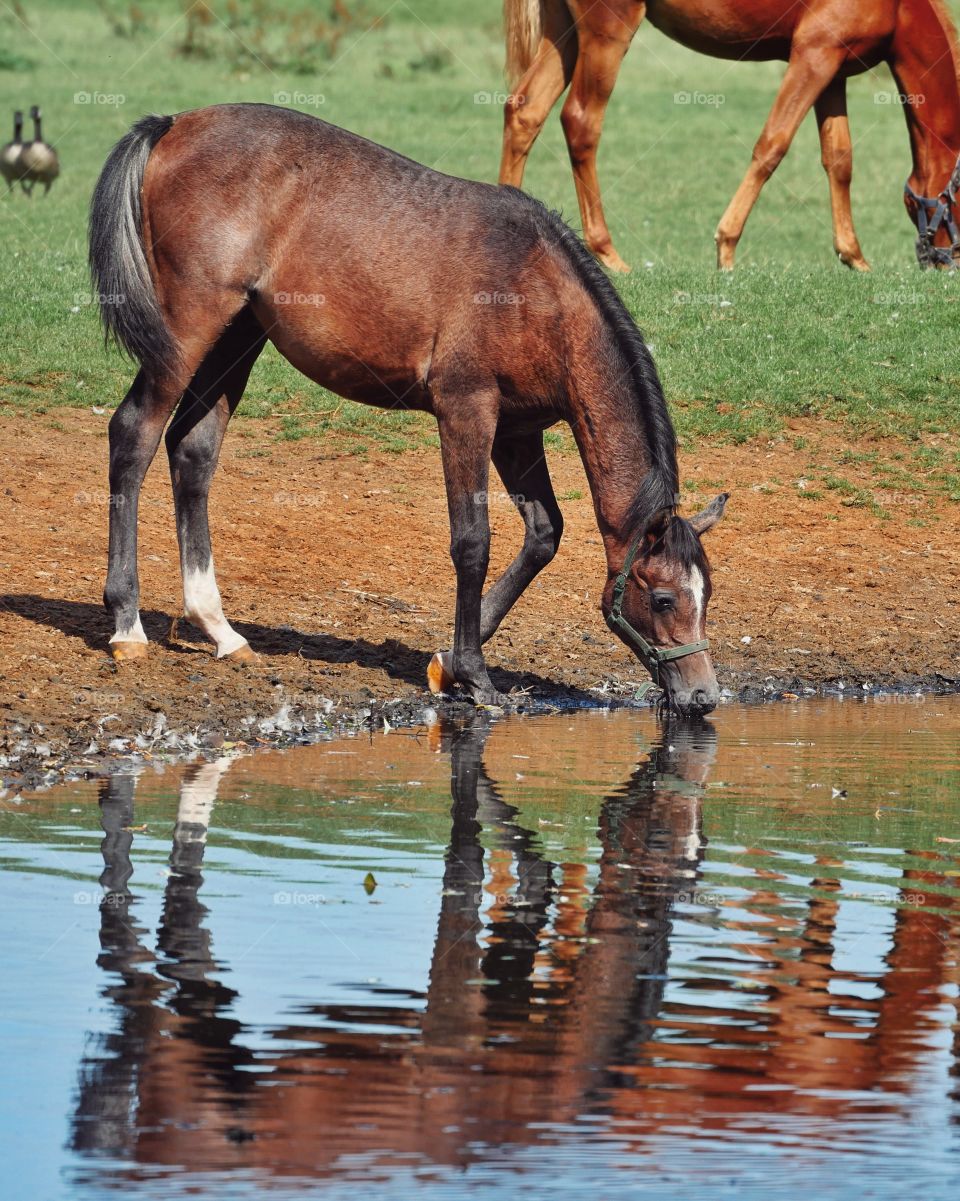 Foal drinking water