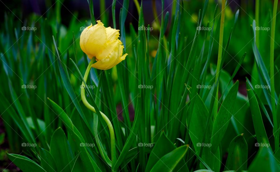 Flower growing in green grass