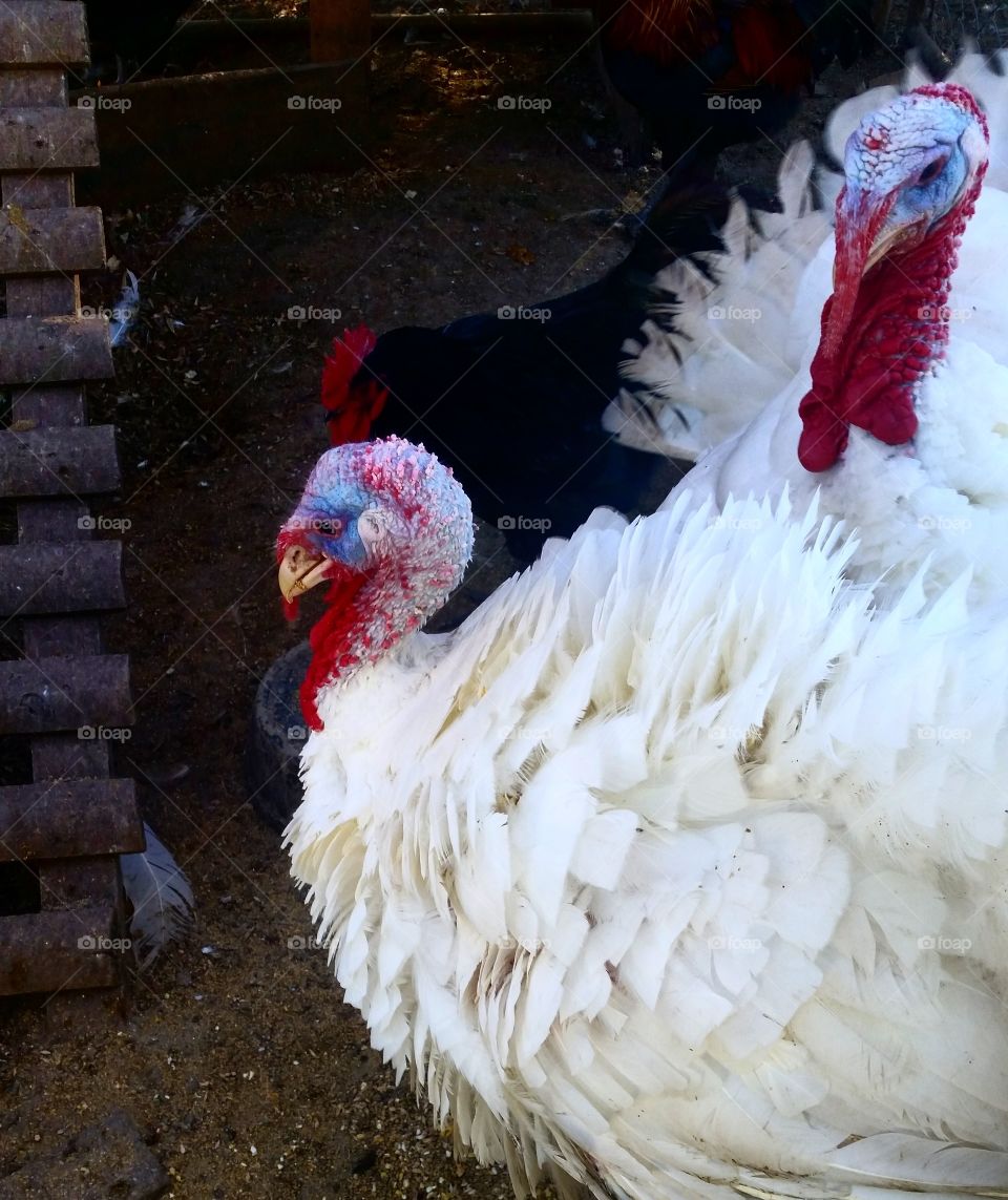 Thanksgiving on the "hoof"