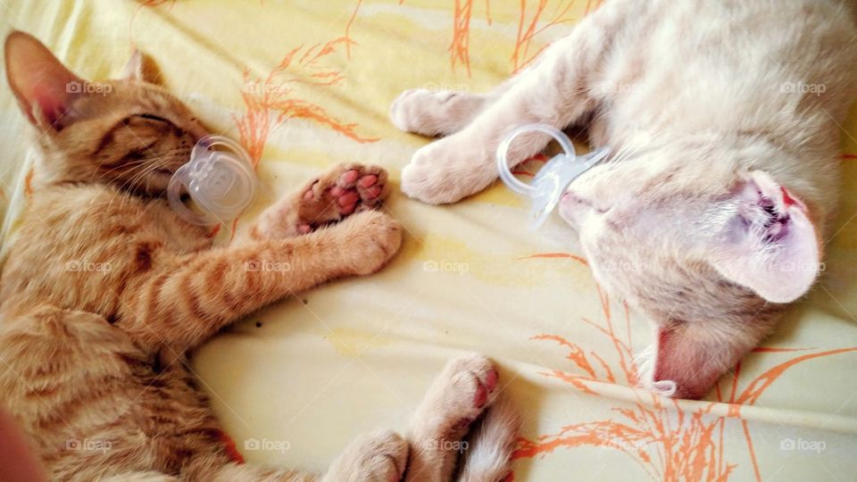 Kittens with Pacifiers