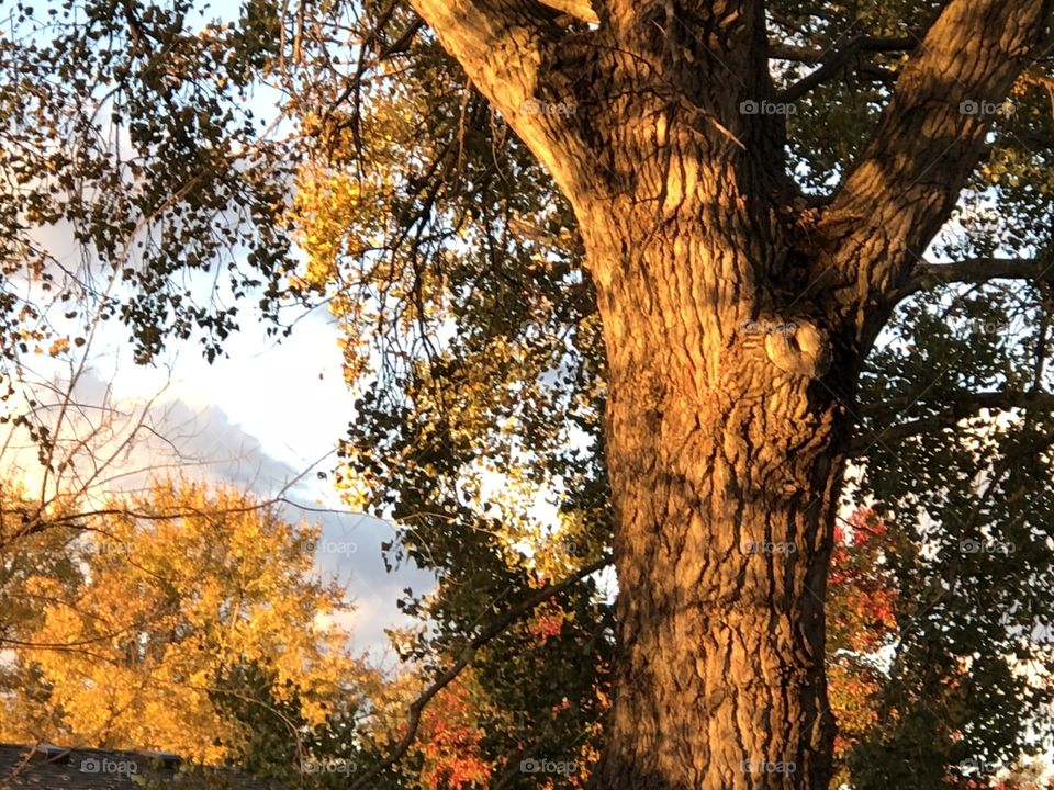 Morning tree and sky