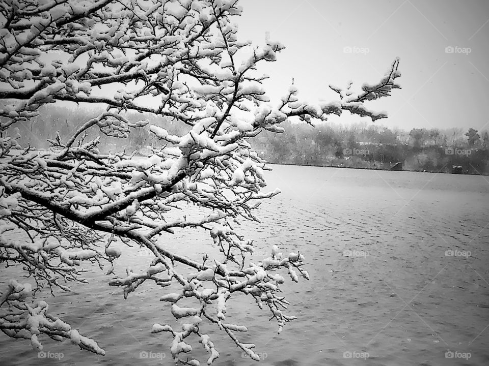 A lakeside snow covered tree.