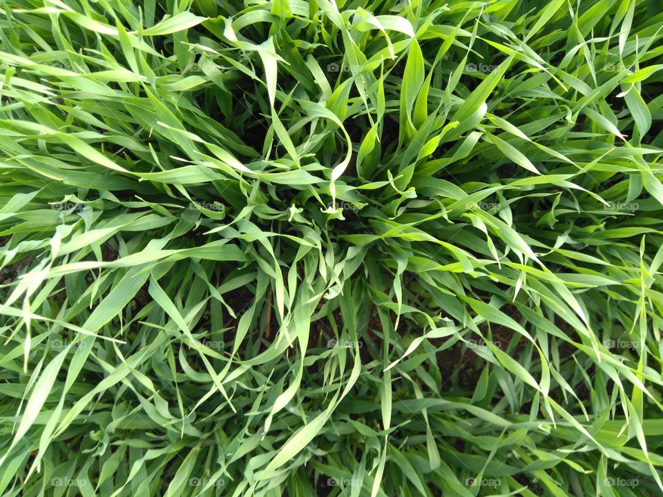 green grass top view texture background