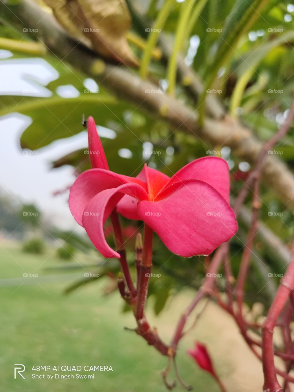 bluer flower photo on plant