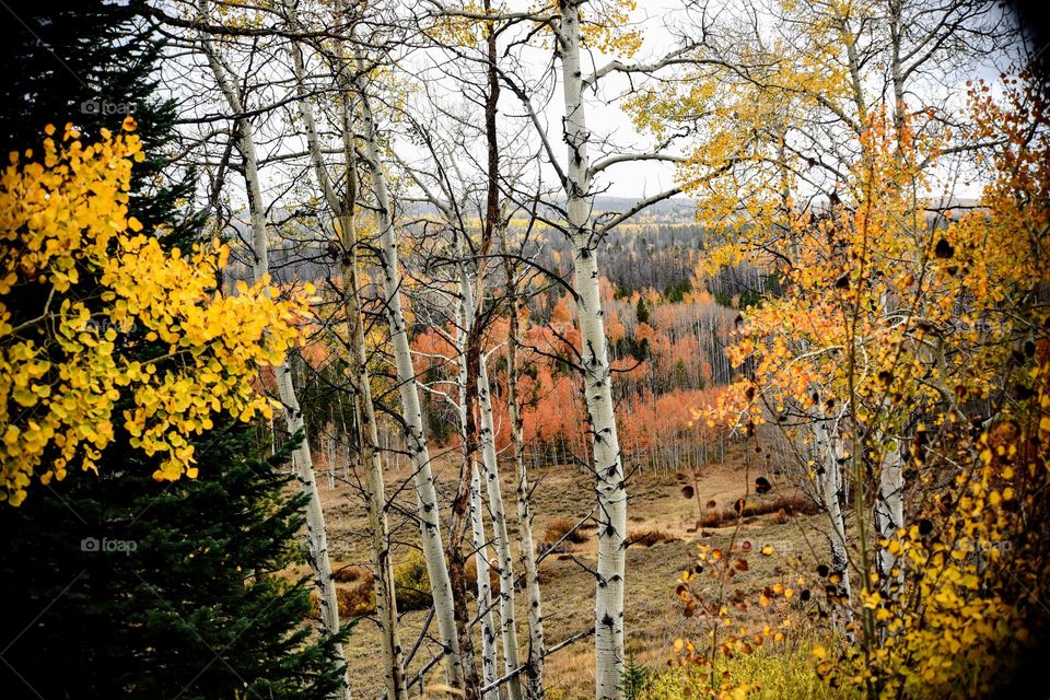 Colors of Fall in Wyoming