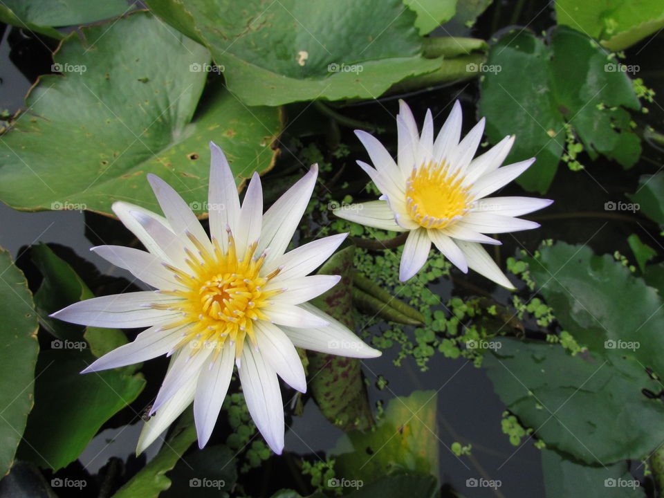 White Water Lilies at Thailand