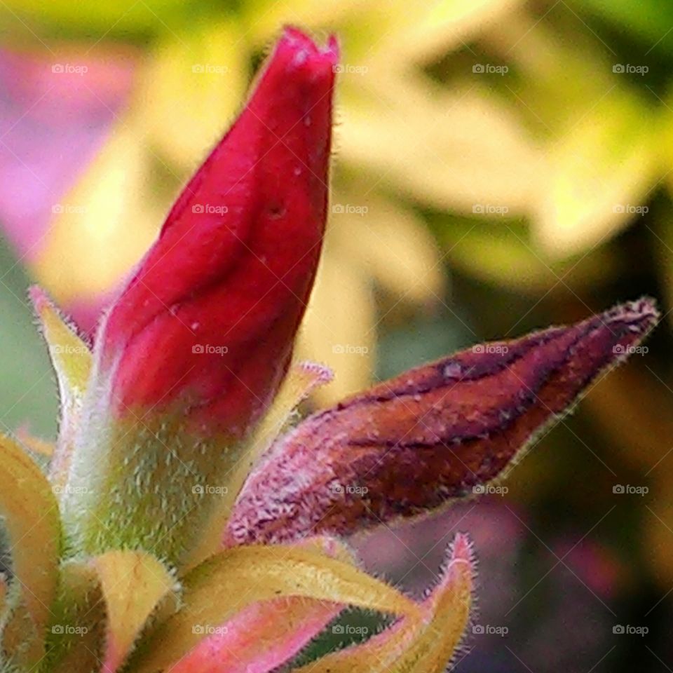 kuncup bunga kamboja yang belum mekar.
foto ini diambil menggunakan kamera hp asus zenfone5.