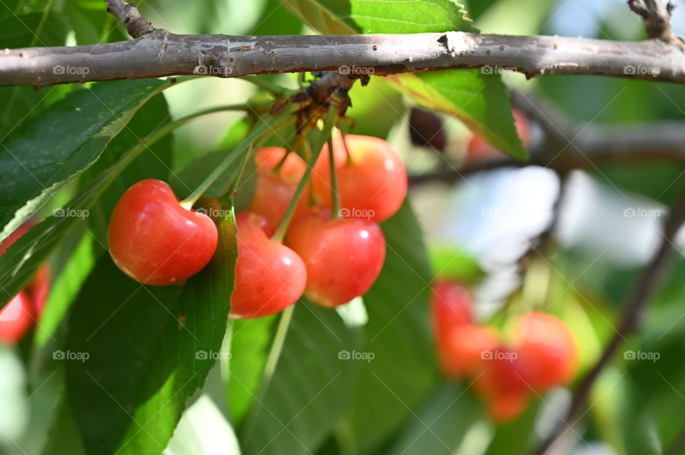 Cherries 