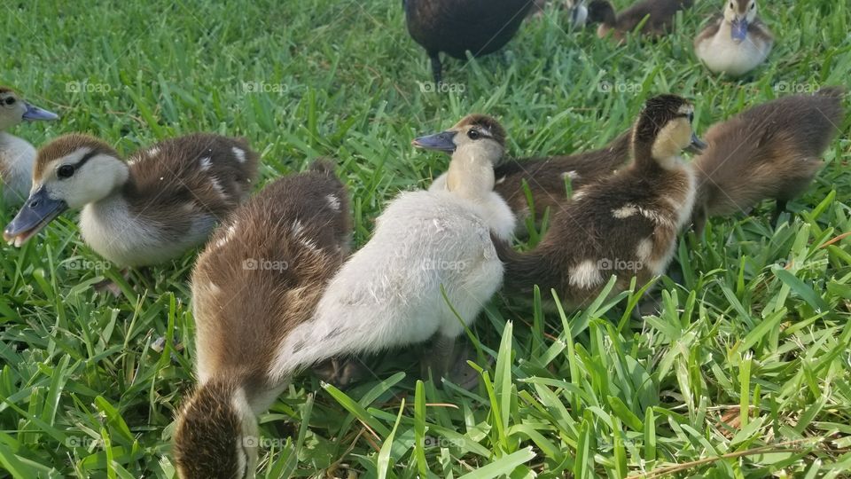 Ducklings with their Mother