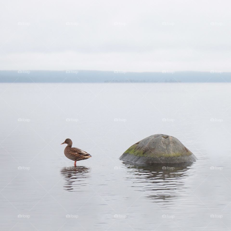 Bird in lake