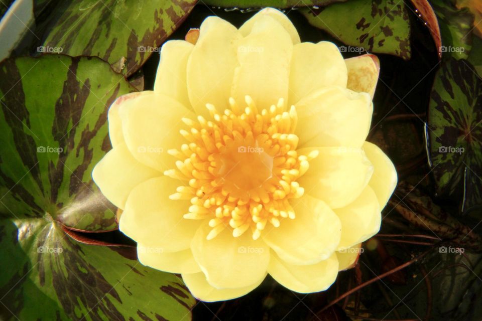 Lotus