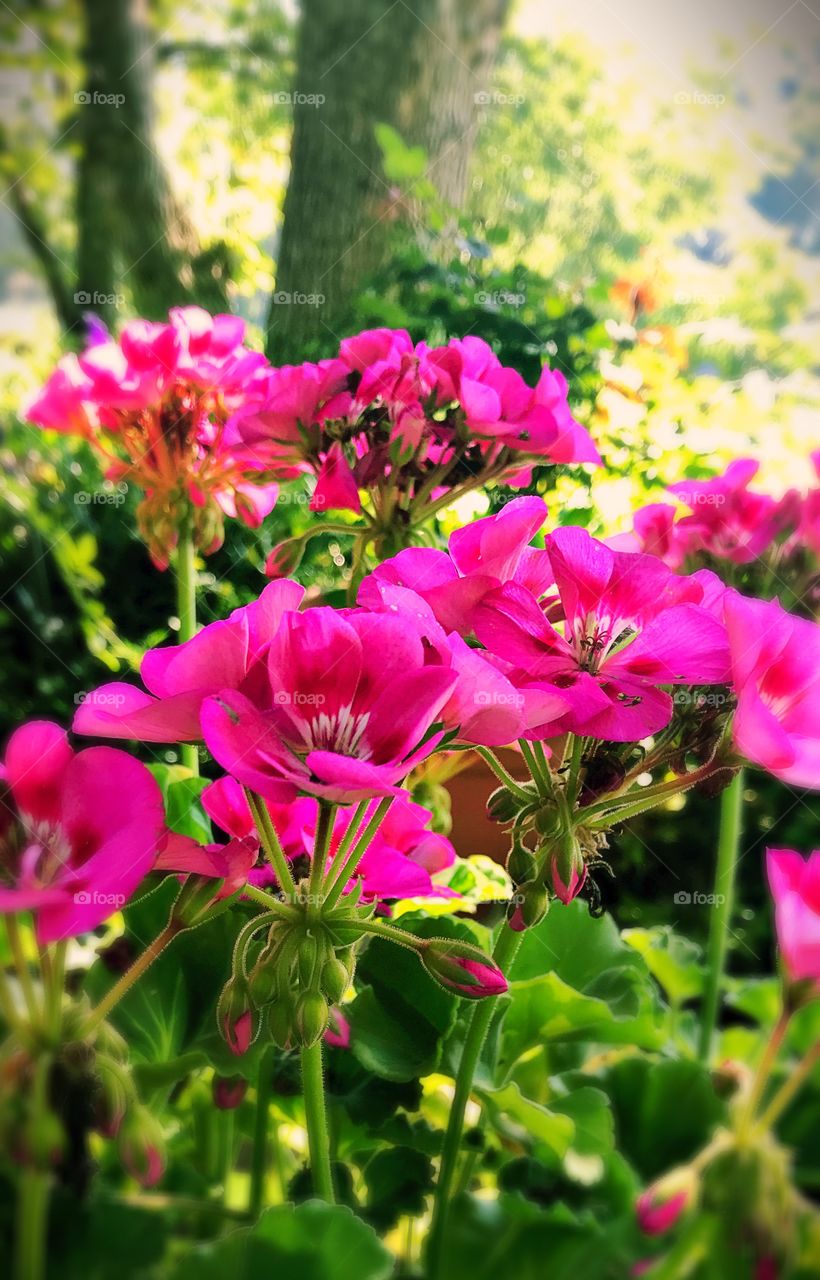 Pretty flowers 5