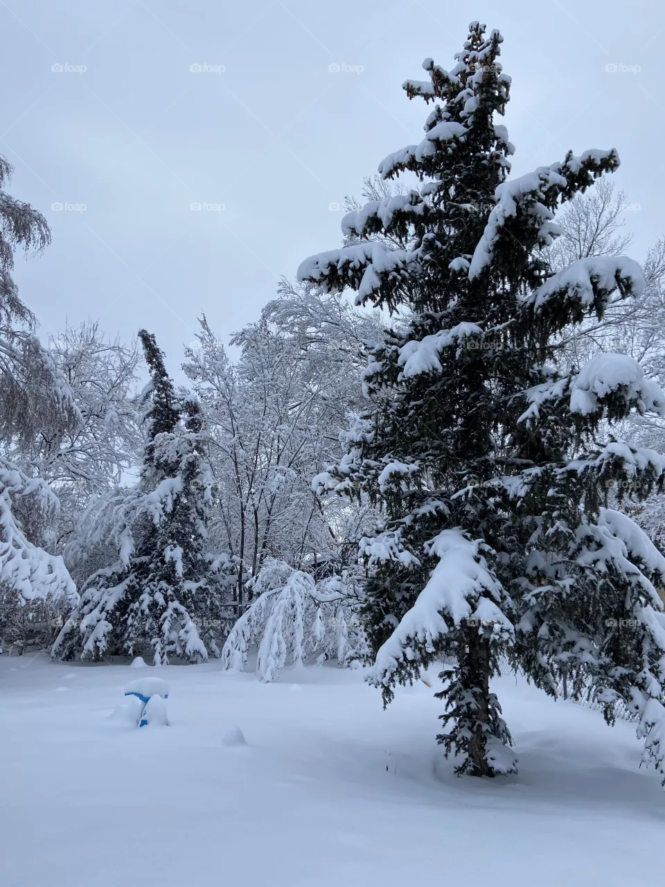 Snowy trees