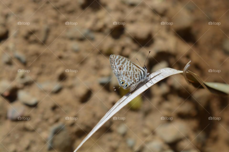 Lang's short-tailed blue or Common zebra blue (Leptotes pirithous)