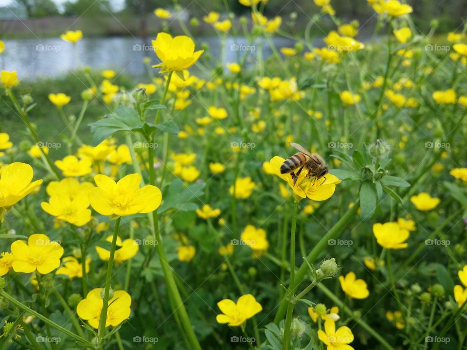 Honey Bee on Buttercups by a Pond