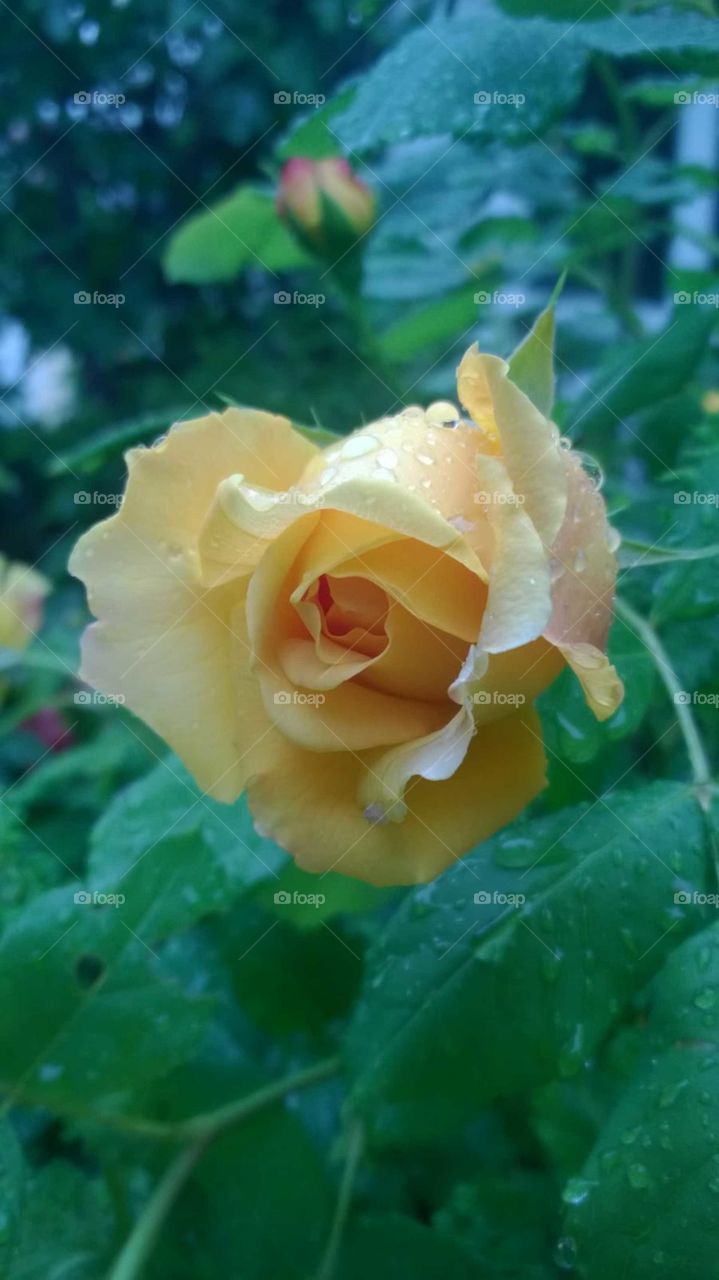 Gelbe Rose nach dem Regen