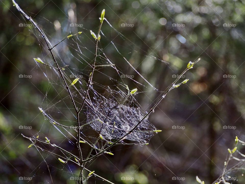 spring cobweb