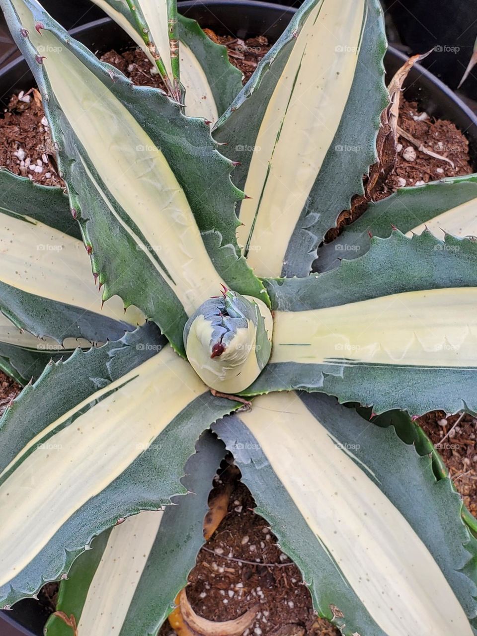 Beauty of a Succulent