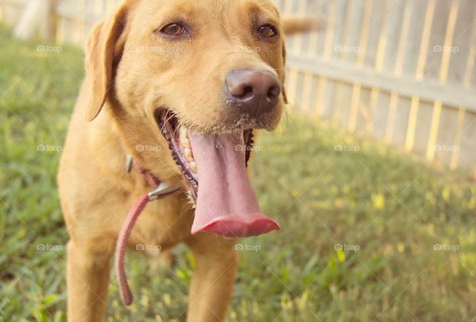 Lab panting . Golden lab