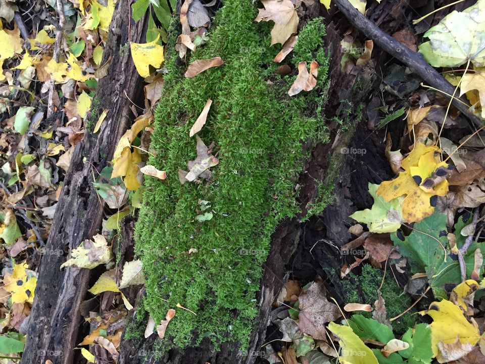 mossy log