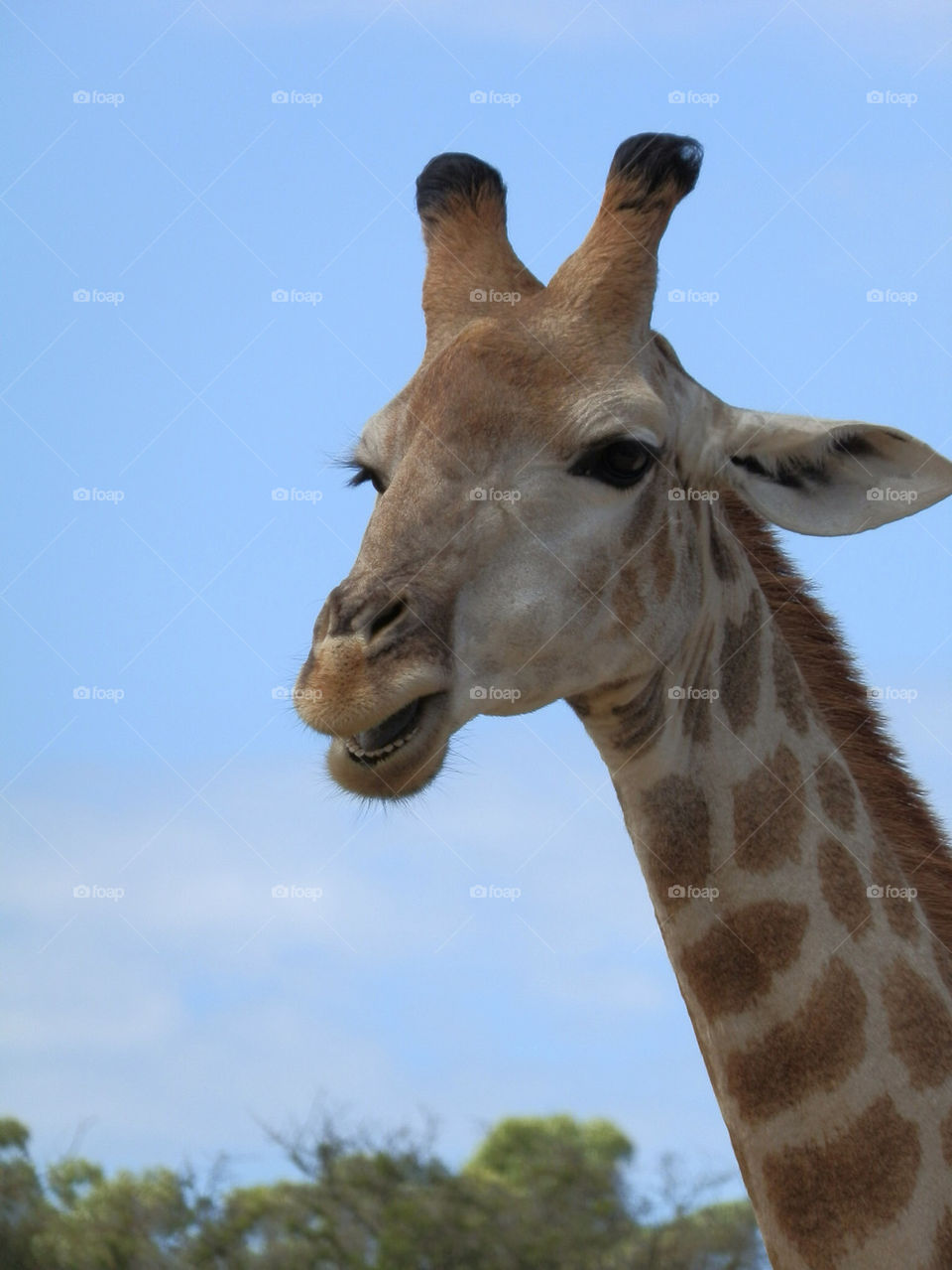 Portrait of a giraffe