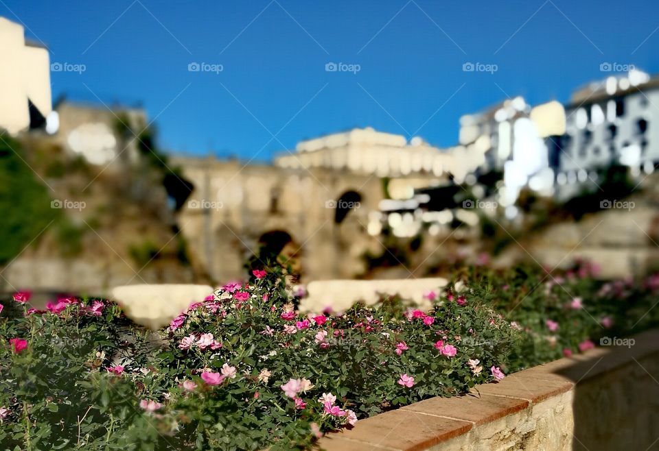 Flower, Architecture, No Person, Travel, Stone