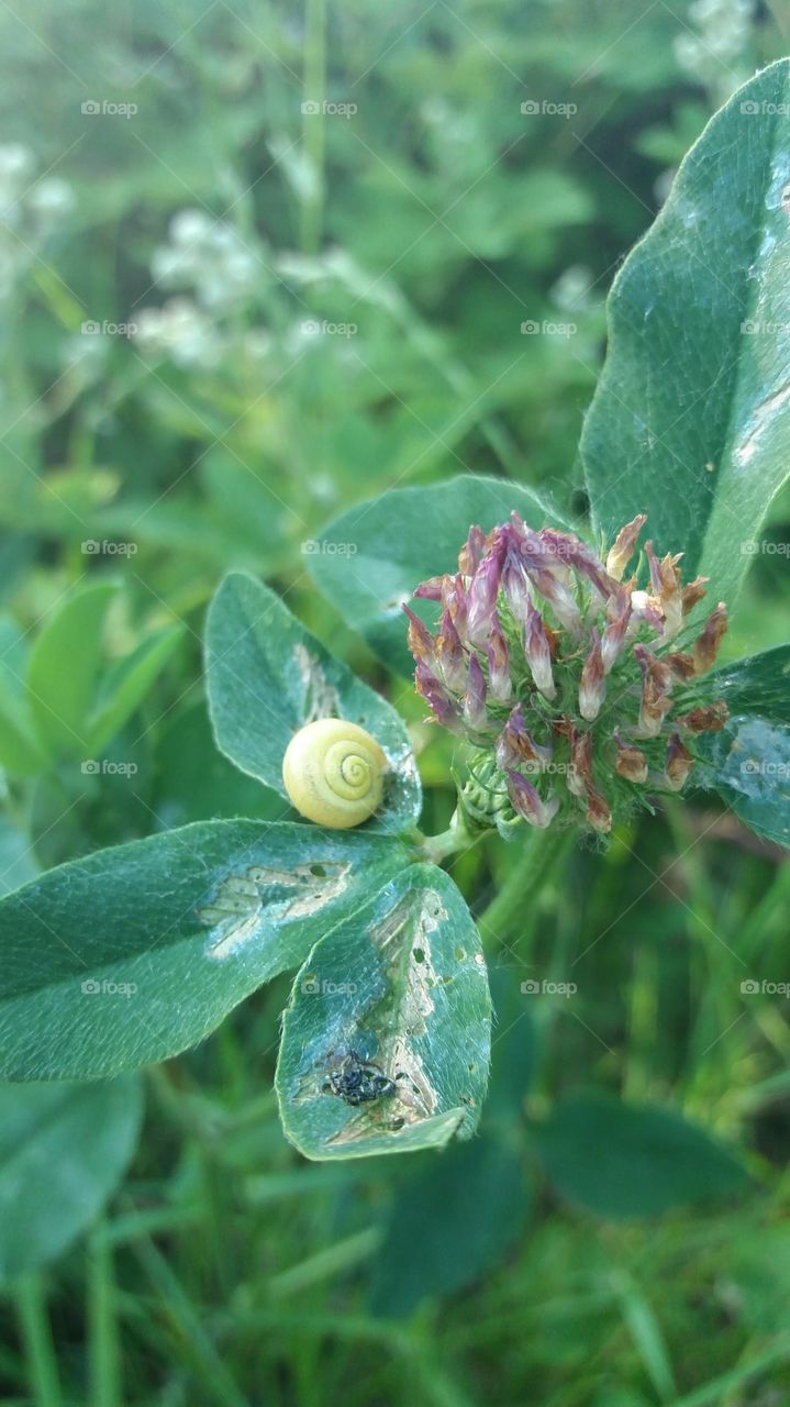 Little yellow snail