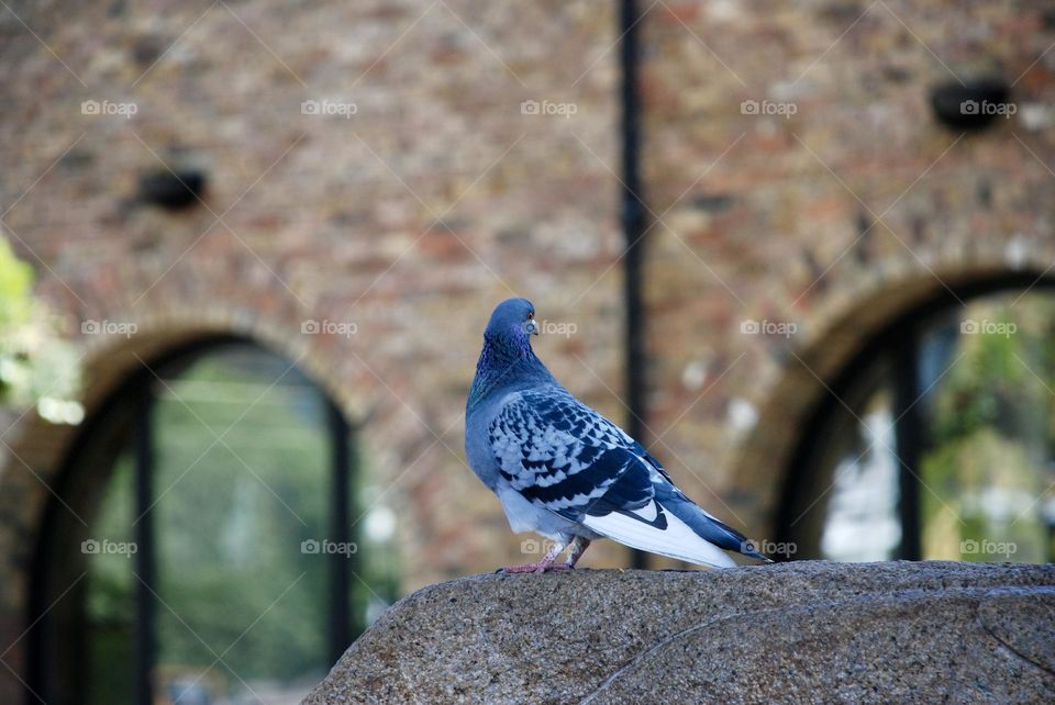 Blue grey pigeon with white tail feathers, perched on a wall, looks back towards a brick building with arched windows 