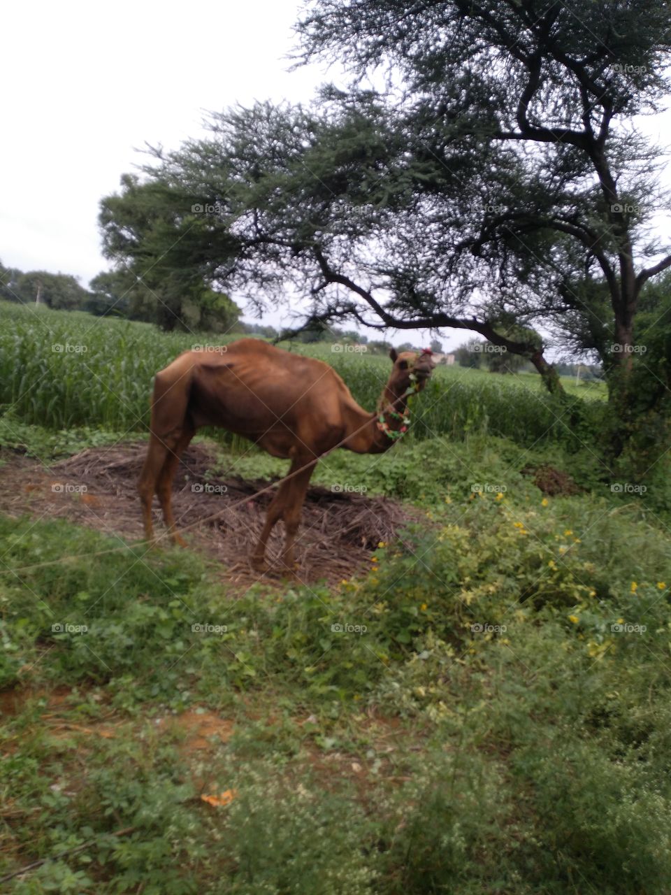 Camel standing near field